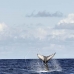 whale_humpback_v_00977_dom3151.jpg